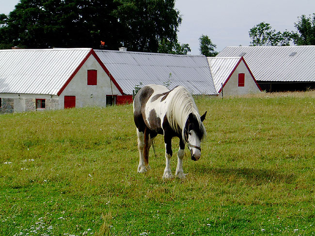 image/hest_gaard-52.jpg