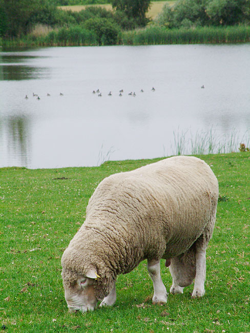 image/vaedder-46.jpg