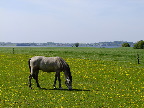image/_hest-282.jpg