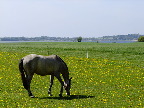 image/_hest-283.jpg