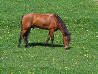 image/_hest_paa_graes-35.jpg
