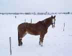 image/_hest_sne-49.jpg