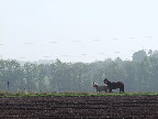 image/_heste-1065.jpg