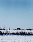 image/_heste_i_vinterfold-50.jpg