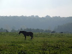 image/_heste_landskab-47.jpg