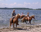 image/_heste_v._stranden-85.jpg