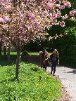image/_pige_med_hest-710.jpg
