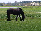 image/_sort_hingst-74.jpg