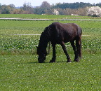 image/_sort_hingst-75.jpg
