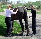 image/_strigling_hest-06.jpg