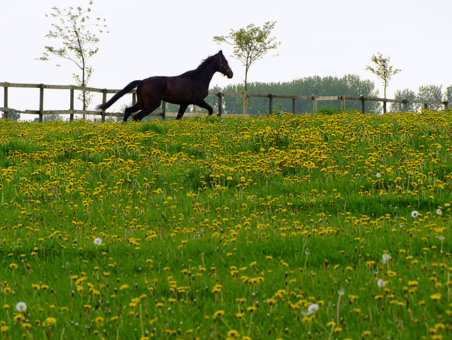 image/hest-103.jpg