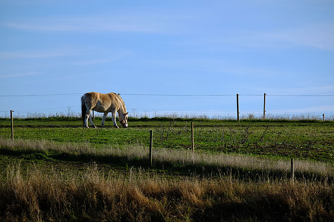 image/hest-4695.jpg