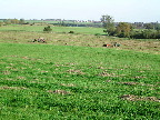 image/_landskab_markarbejde-55.jpg