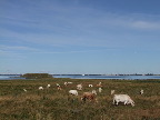 image/_koeer_bolund-099.jpg