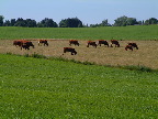 image/_koeer_landskab-01.jpg