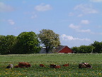 image/_koeer_landskab-04.jpg