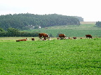 image/_koeer_landskab-40.jpg