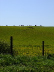 image/_koeer_landskab-411.jpg