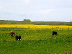 image/_koeer_landskab-755.jpg