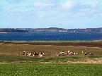image/_koeer_strandeng-53.jpg