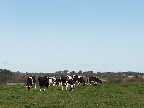 image/_malkekoeer-075.jpg