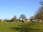 image/_malkekoeer-985.jpg