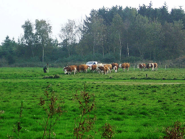 image/flytte_kvaeget-09.jpg