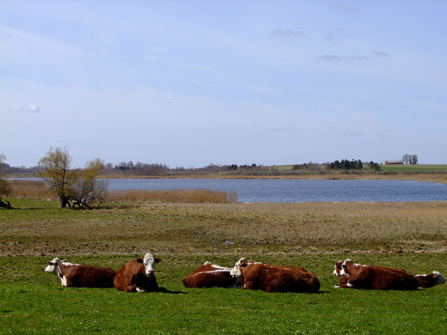 image/hereford_kvaeg-826.jpg
