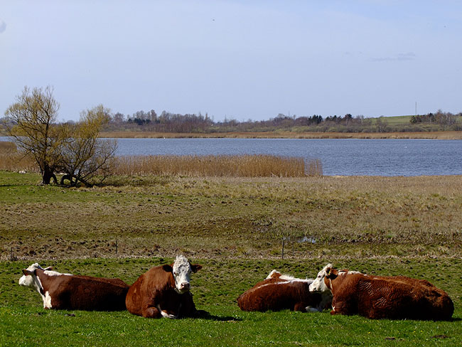 image/hereford_kvaeg-827.jpg