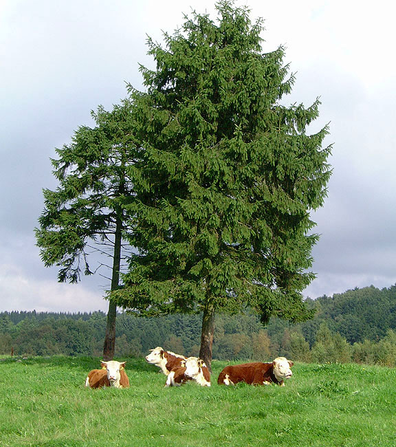 image/herfordkvaeg_landskab-1.jpg