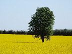 image/_rapsmark-40.jpg