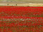 image/_valmuer_i_marken-416.jpg