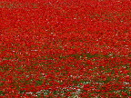 image/_valmuer_i_marken-417.jpg
