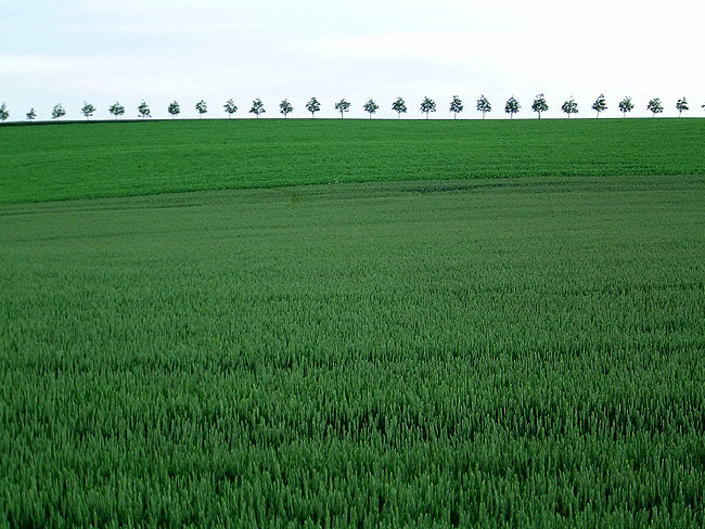 image/marker_og_traealle-12.jpg