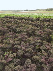 image/_oekologisk_kaal-1057.jpg