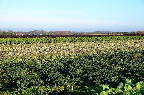image/_oekologisk_kaalmark-4862.jpg