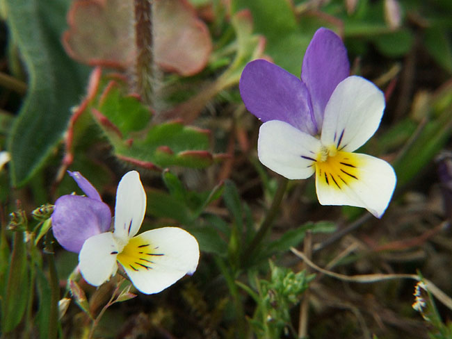 image/alm_stedmoderblomst-296.jpg