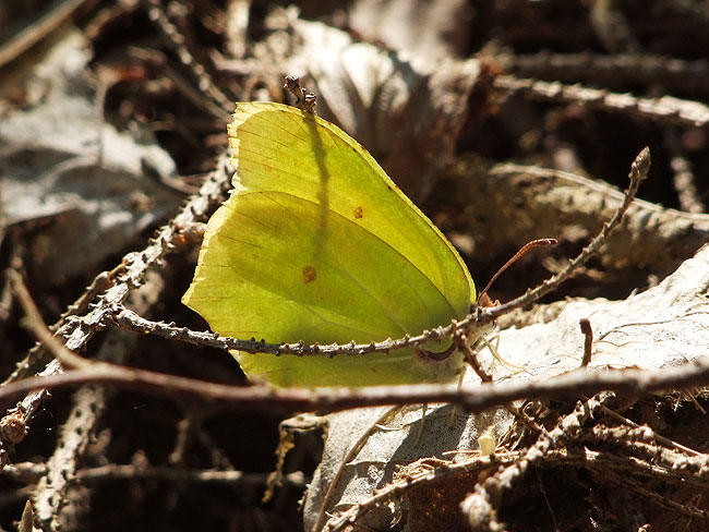 image/citronsommerfugl-960.jpg