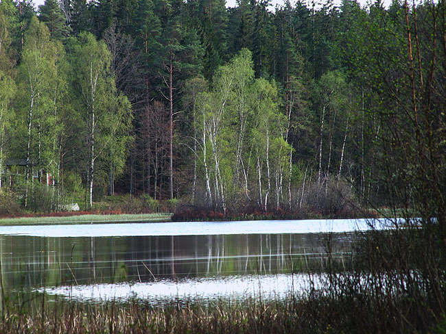 image/svensk_skovsoe-110.jpg