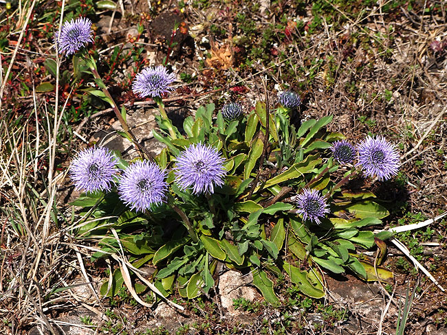 image/kugleblomst-737.jpg