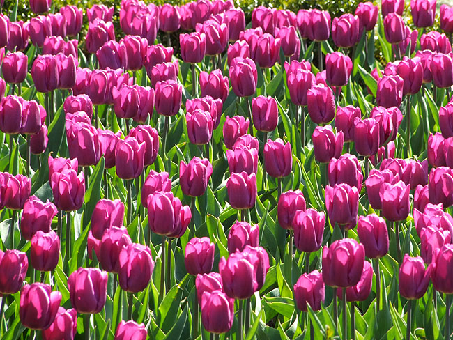 image/tulipaner-02.jpg