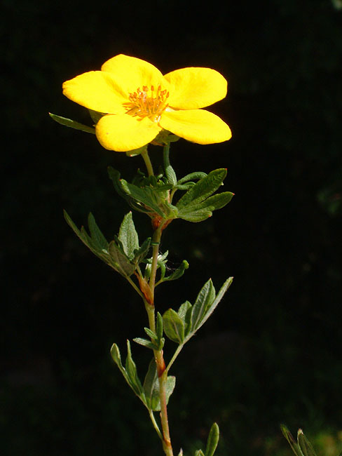 image/blomst-004.jpg