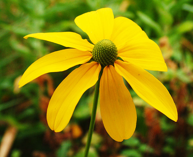 image/blomst-008.jpg