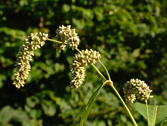 image/blomst-010.jpg