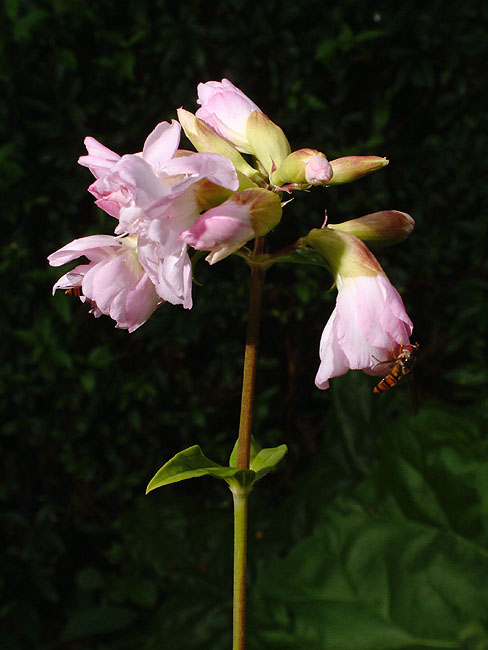 image/blomst-012.jpg