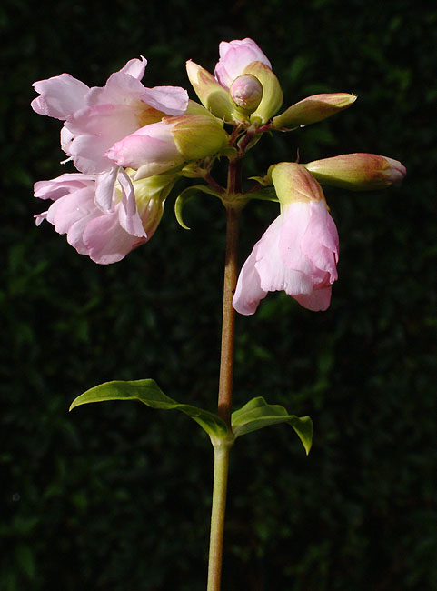 image/blomst-013.jpg