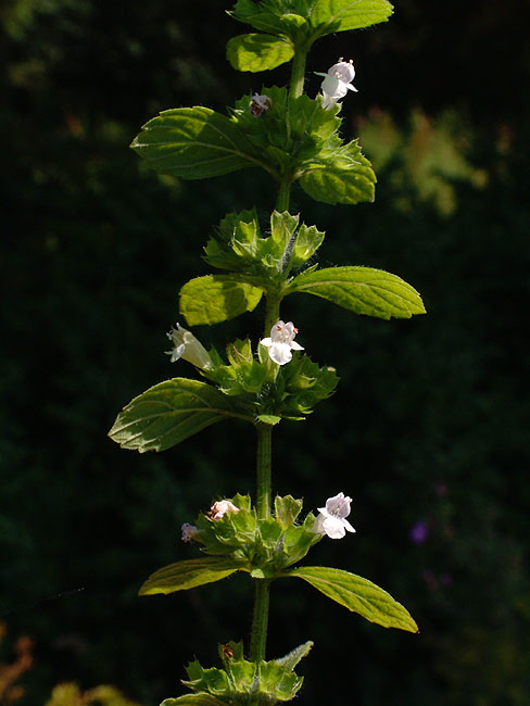 image/blomst-019.jpg