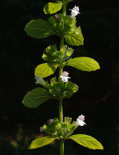 image/blomst-020.jpg