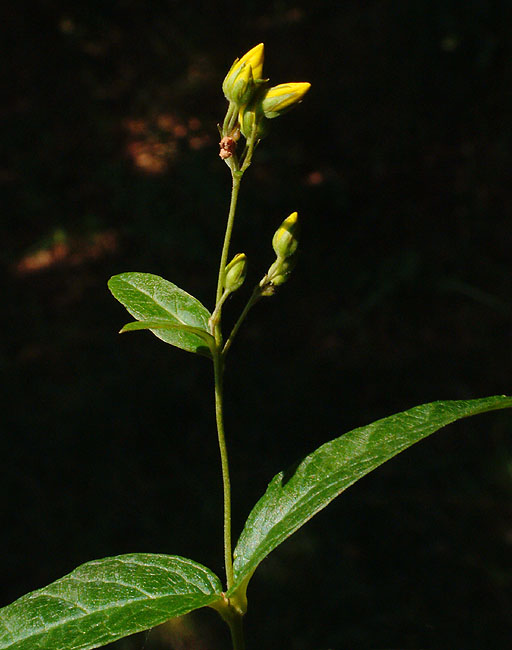 image/blomst-021.jpg