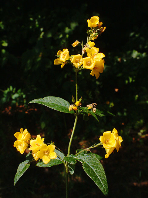 image/blomst-023.jpg